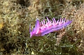 09 Flabellina affinis